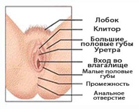 Строение женских половых органов: наружные половые органы