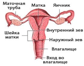 Строение женских половых органов: внутренние половые органы