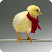 Птичий грипп